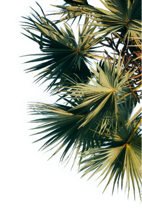Camping Californie Plage - Palmier