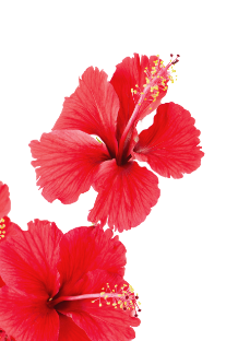 Camping Californie Plage - hibiscus rouge