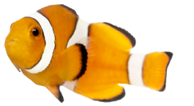 Camping Californie Plage - Practical information - Clownfish