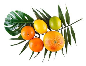 Camping Californie Plage - Practical information - Citrus fruits and palm tree