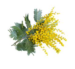 Camping Californie Plage - The region - Mimosa blossom