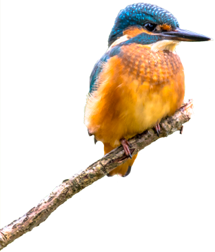 Camping Californie Plage - Practical information - Kingfisher
