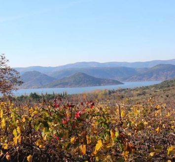 Vignes Hérault