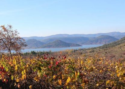 Vignes Hérault